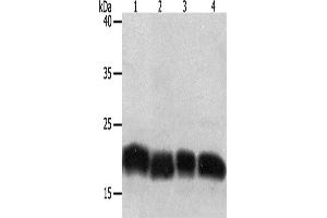 Western Blotting (WB) image for anti-Programmed Cell Death 6 (PDCD6) antibody (ABIN2428563) (PDCD6 anticorps)