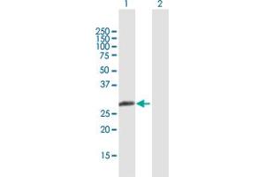 Western Blot analysis of MBNL3 expression in transfected 293T cell line by MBNL3 MaxPab polyclonal antibody.