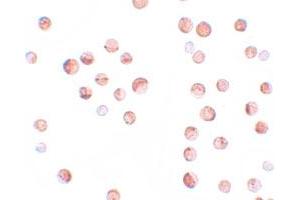 Immunocytochemical staining of HeLa cells with KPNA1 polyclonal antibody  at 2. (KPNA1 anticorps  (N-Term))