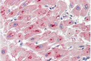 ABIN1590033 (5µg/ml) staining of paraffin embedded Human Heart.