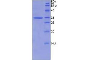 SDS-PAGE analysis of Human CAPN1 Protein. (CAPNL1 Protéine)