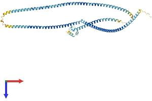 AlphaFold protein structure predicition of Mouse Recombinant Mns1 Protein, UniprotID Q61884
