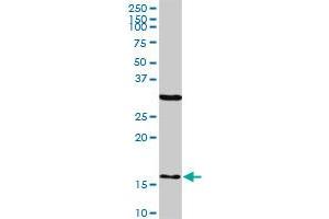 FIS1 monoclonal antibody (M01A), clone 1G9. (Fission 1 anticorps  (AA 1-152))