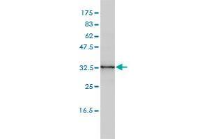 CENPK monoclonal antibody (M01), clone 1G2-1B10 Western Blot analysis of CENPK expression in HepG2 .