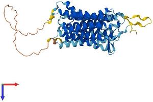 AlphaFold protein structure predicition of Human Recombinant SLC52A2 Protein, UniprotID Q9HAB3