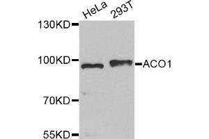 Western Blotting (WB) image for anti-Aconitase 1 (ACO1) antibody (ABIN1877037) (Aconitase 1 anticorps)