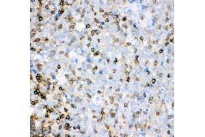 Anti-IL-16 antibody, (ABIN3043243), IHC(P)IHC(P): Human Tonsil Tissue (IL16 anticorps  (AA 1212-1332))