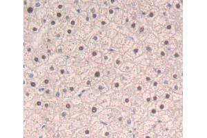 Used in DAB staining on fromalin fixed paraffin- embedded liver tissue (SRSF1 anticorps  (AA 16-224))