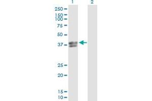 Western Blot analysis of INHBE expression in transfected 293T cell line by INHBE MaxPab polyclonal antibody. (INHBE anticorps  (AA 1-350))