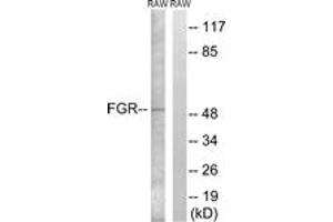 Western blot analysis of extracts from RAW264. (Fgr anticorps  (AA 381-430))