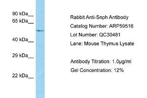 Western Blotting (WB) image for anti-Syntaphilin (SNPH) (N-Term) antibody (ABIN2788099)