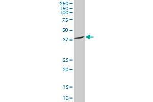SNAI2 monoclonal antibody (M05), clone 3C12.