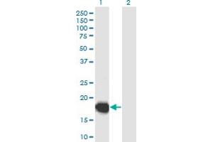 Western Blot analysis of UBL4B expression in transfected 293T cell line by UBL4B monoclonal antibody (M04), clone 3B2.