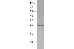 Western Blotting (WB) image for Pleckstrin Homology Domain Containing, Family F (With FYVE Domain) Member 2 (PLEKHF2) (AA 1-249) protein (His-IF2DI Tag) (ABIN7124488)