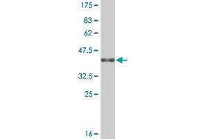 Western Blot detection against Immunogen (37.
