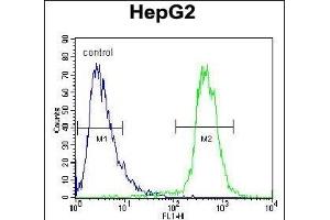 ATP13A3 Antibody (N-term) (ABIN652119 and ABIN2840555) flow cytometric analysis of HepG2 cells (right histogram) compared to a negative control cell (left histogram). (ATP13A3 anticorps  (N-Term))