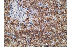 Immunohistochemical staining of paraffin-embedded Human pancreas tissue using anti-NDUFA7 mouse monoclonal antibody. (NDUFA7 anticorps)