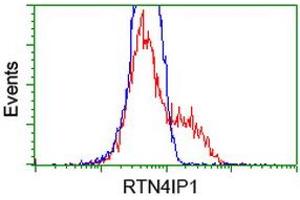 HEK293T cells transfected with either RC202957 overexpress plasmid (Red) or empty vector control plasmid (Blue) were immunostained by anti-RTN4IP1 antibody (ABIN2454317), and then analyzed by flow cytometry. (RTN4IP1 anticorps)