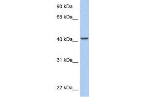 WB Suggested Anti-ARID3C Antibody Titration:  0. (ARID3C anticorps  (C-Term))