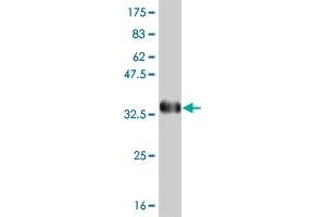 Western Blot detection against Immunogen (35. (PBX3 anticorps  (AA 342-434))