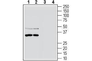 anti-Tetraspanin 3 (TSPAN3) (AA 155-169), (Extracellular) antibody