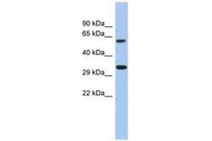 Image no. 1 for anti-Calcium Homeostasis Modulator 3 (CALHM3) (AA 251-300) antibody (ABIN6743960) (CALHM3 anticorps  (AA 251-300))