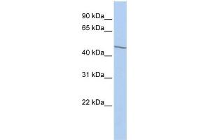 WB Suggested Anti-EIF3E Antibody Titration:  0. (EIF3E anticorps  (Middle Region))