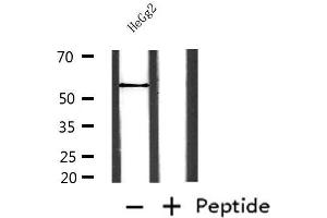 Western blot analysis of extracts from HepG2, using NAMPT Antibody. (NAMPT anticorps  (C-Term))