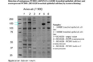 Image no. 2 for anti-Protocadherin 1 (PCDH1) (N-Term) antibody (ABIN502613)
