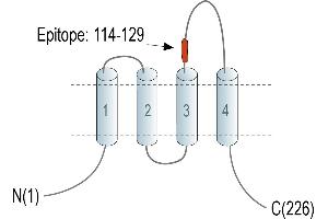 anti-CD9 (CD9) (AA 114-129), (Extracellular), (Loop 2) antibody