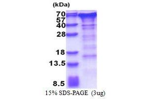 SDS-PAGE (SDS) image for Golgi Membrane Protein 1 (GOLM1) (AA 36-401) protein (His tag) (ABIN5853373)