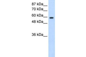 Western Blot analysis of Daudi cell lysate with DAZ2 polyclonal antibody  at 0. (DAZ2 anticorps  (N-Term))