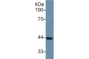 Mouse Capture antibody from the kit in WB with Positive Control: Rat liver lysate.