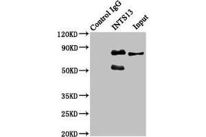 Immunoprecipitating INTS13 in Hela whole cell lysate Lane 1: Rabbit control IgG instead of ABIN7156405 in Hela whole cell lysate. (Integrator Complex Subunit 13 (INTS13) (AA 573-706) anticorps)