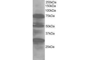 Image no. 1 for anti-LIM Domain 7 (LMO7) (AA 554-565) antibody (ABIN290107) (LMO7 anticorps  (AA 554-565))