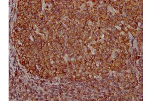IHC image of ABIN7166916 diluted at 1:400 and staining in paraffin-embedded human tonsil tissue performed on a Leica BondTM system. (PKM anticorps  (AA 2-531))