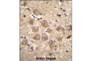 PCDHAC2 Antibody immunohistochemistry analysis in formalin fixed and paraffin embedded human brain tissue followed by peroxidase conjugation of the secondary antibody and DAB staining. (PCDHAC2 anticorps  (AA 616-644))