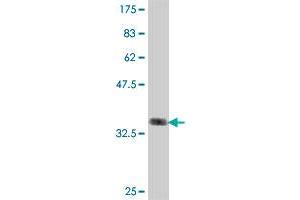 Western Blot detection against Immunogen (36.