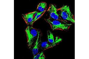 Immunofluorescence analysis of HeLa cells using PRDM1 mouse mAb (green). (PRDM1 anticorps  (AA 690-825))