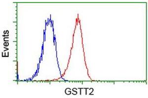 Image no. 2 for anti-Glutathione S-Transferase theta 2 (GSTT2) antibody (ABIN1498557) (GSTT2 anticorps)
