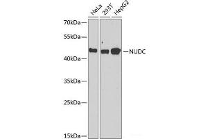 Western blot analysis of extracts of various cell lines using NUDC Polyclonal Antibody at dilution of 1:1000. (NUDC anticorps)