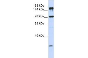 ABCA5 antibody used at 1 ug/ml to detect target protein. (ABCA5 anticorps)