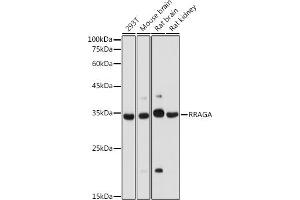 Western blot analysis of extracts of various cell lines, using RRAGA antibody (ABIN7269878) at 1:1000 dilution. (RRAGA anticorps  (AA 1-160))
