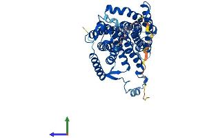 AlphaFold protein structure predicition of Human Recombinant RHCG Protein, UniprotID Q9UBD6