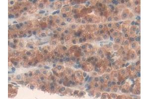 Detection of FASN in Rat Stomach Tissue using Polyclonal Antibody to Fatty Acid Synthase (FASN)