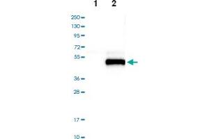Western blot analysis of Lane 1: Negative control (vector only transfected HEK293T lysate), Lane 2: Over-expression lysate (Co-expressed with a C-terminal myc-DDK tag (~3. (SPARC anticorps)