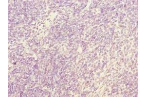 Immunohistochemistry of paraffin-embedded human thymus tissue using ABIN7161944 at dilution of 1:100 (NFYB anticorps  (AA 1-207))
