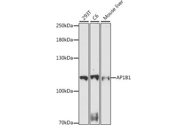 AP1B1 anticorps  (AA 700-800)