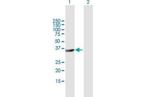 Western Blot analysis of MSX2 expression in transfected 293T cell line by MSX2 MaxPab polyclonal antibody. (Msx2/Hox8 anticorps  (AA 1-267))