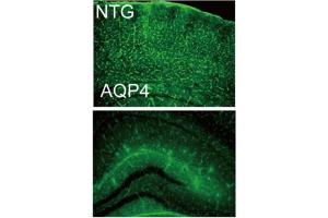 Expression of Aquaporin 4 in mouse brain.
